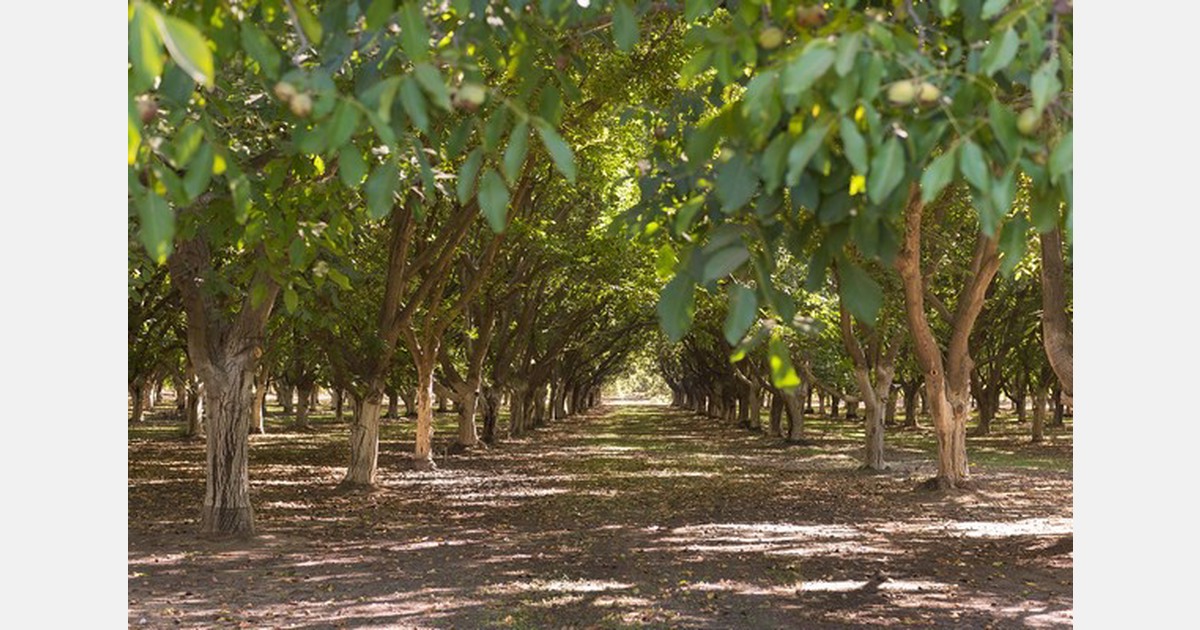 Significant California walnut crop offers opportunities domestically ...