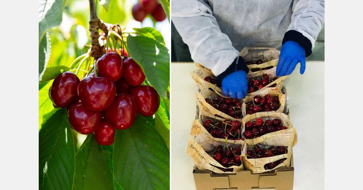 January sees multiple arrivals of southern hemisphere cherries each week