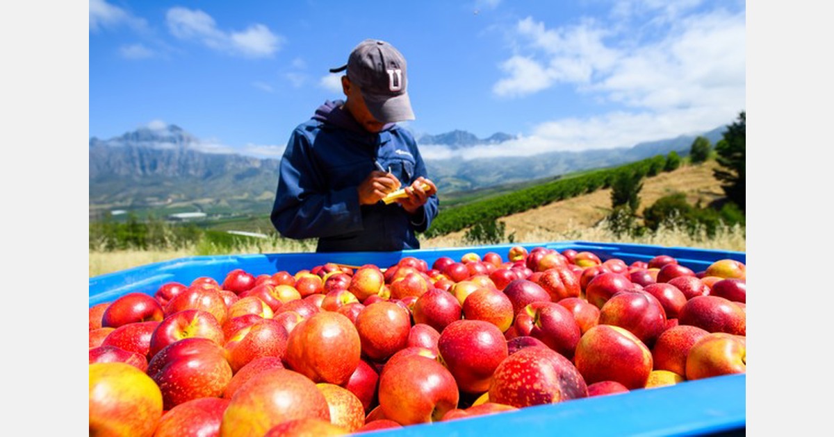 South African apple exports forecast up 5% in 2026