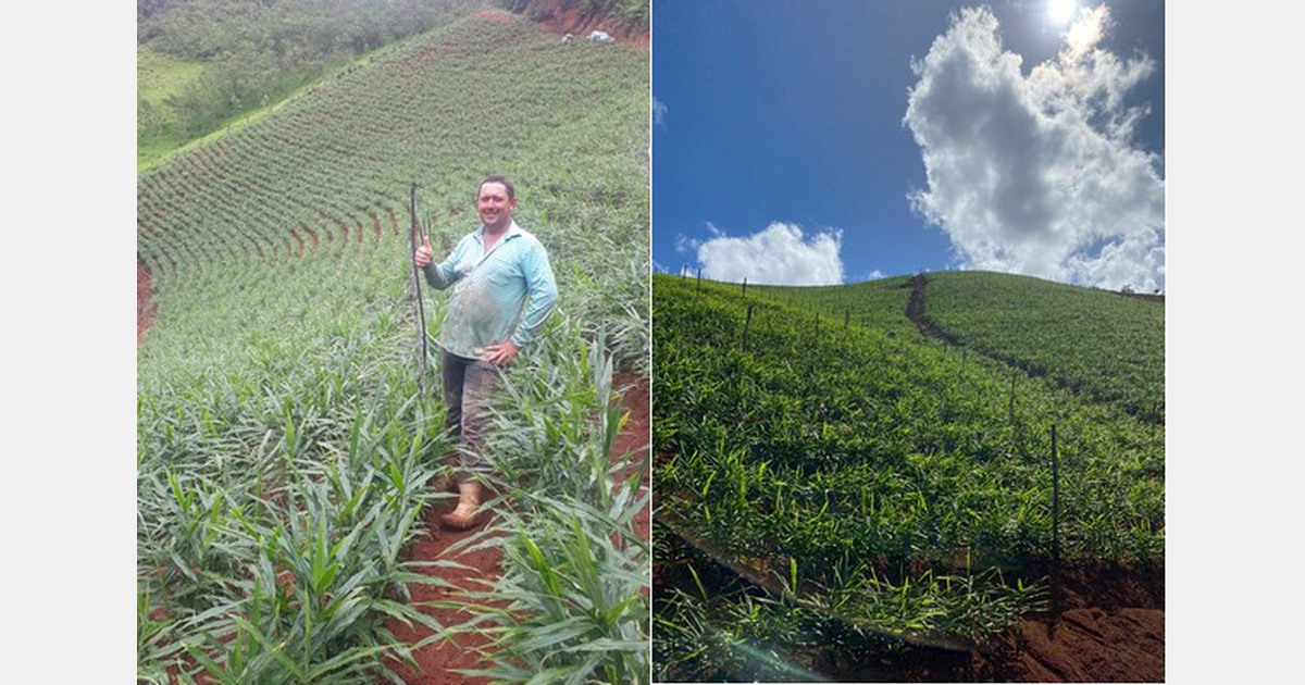 Prices strengthening on tighter ginger market