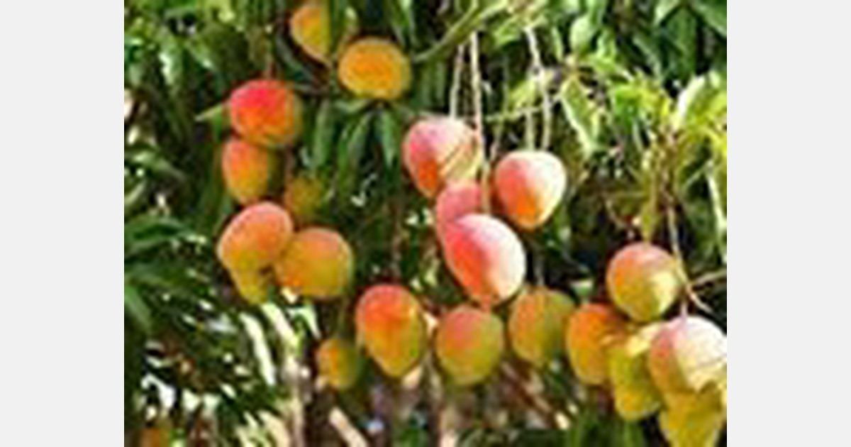 Kenyan mango farmers aided by pest control education