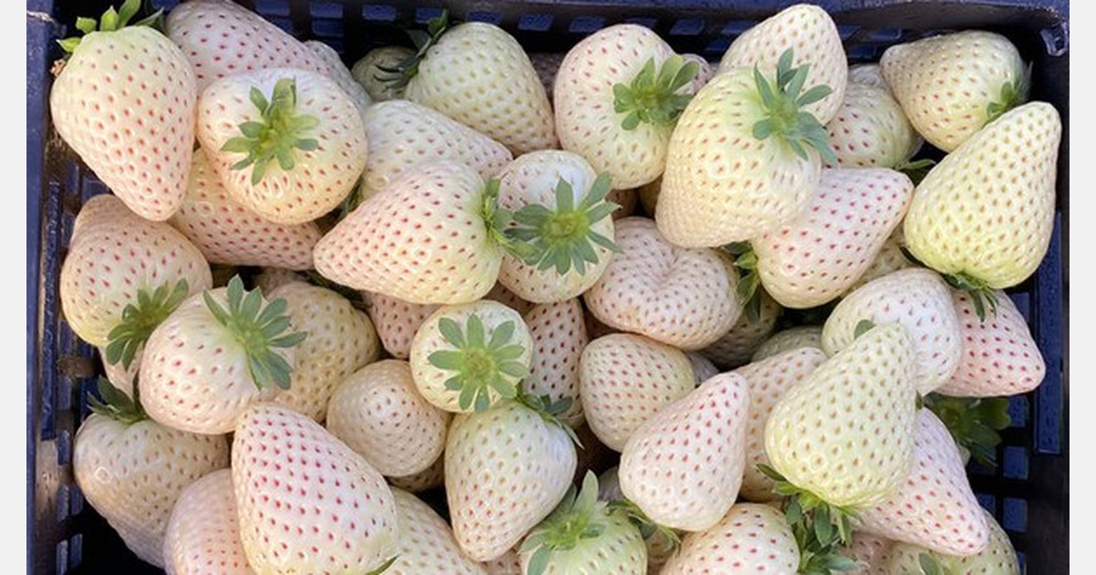 New white strawberry variety targets yearround supply