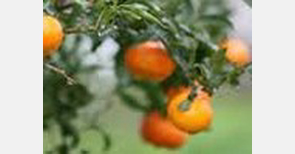 A look at South Carolina citrus