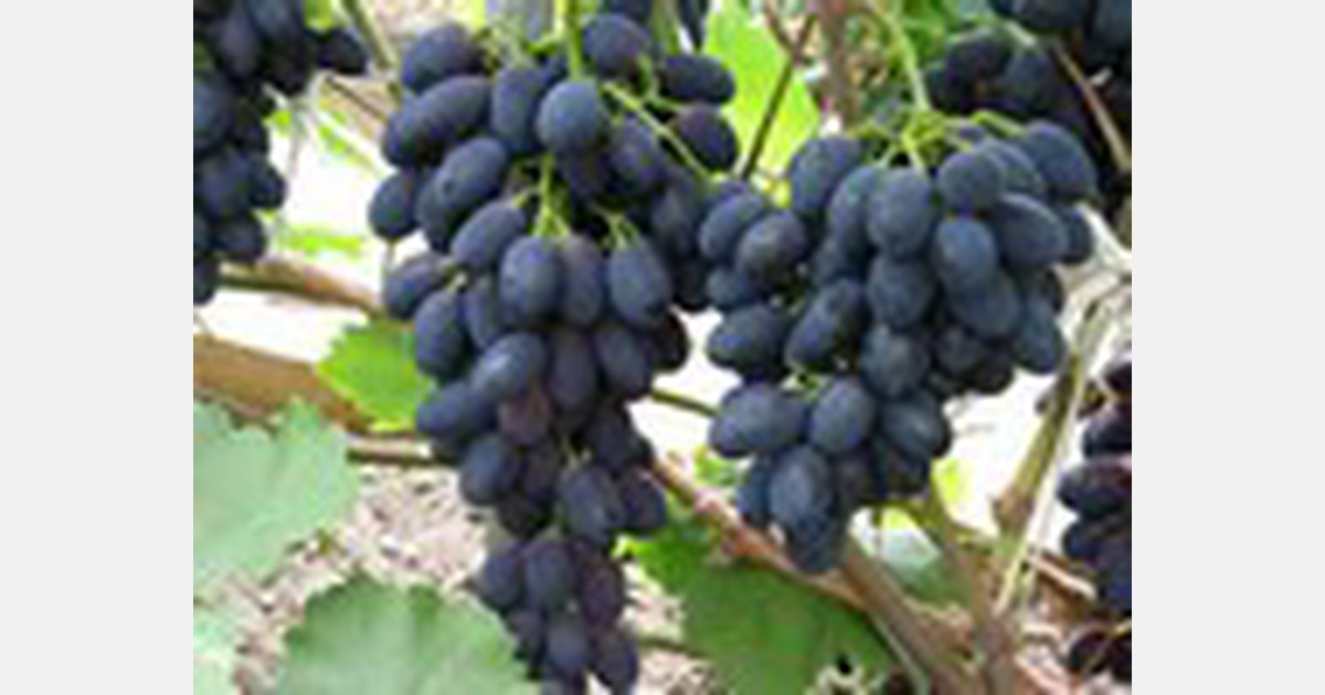Record prices on Moldovan table grape market