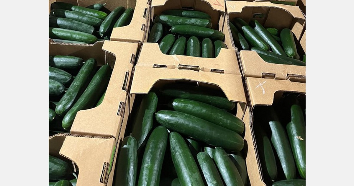 Higher cucumber pricing reflects lessened supply and inflated costs