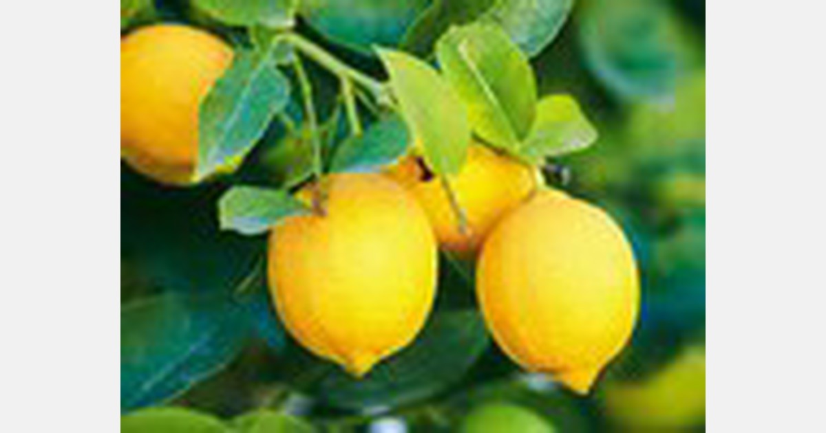 Lemon supplies in New Zealand supermarkets in short supply