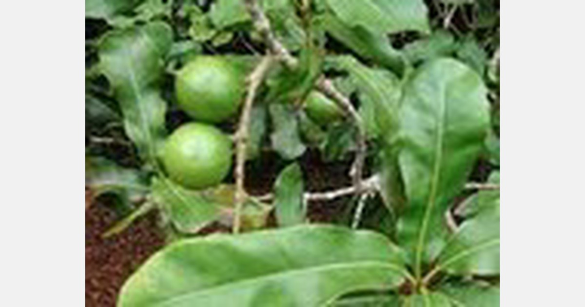 Kenyan macadamia growers warned to brace for low prices