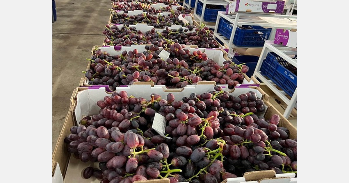 Table grape operations resume in Ica, Peru after 12 days of stoppages
