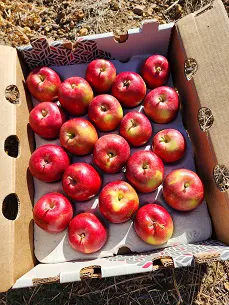 The New Year brings opportunities for core apple varieties