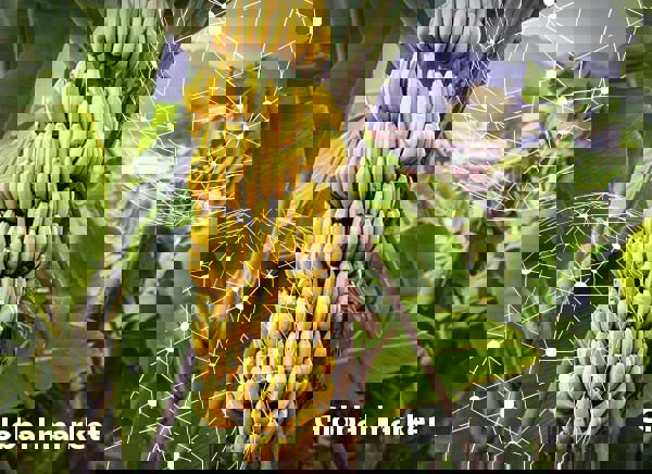 GLOBAL MARKET OVERVIEW BANANAS