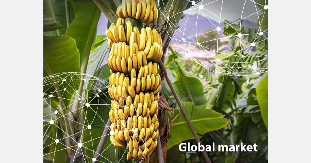 The Case for Organic: Bananas - Produce Business