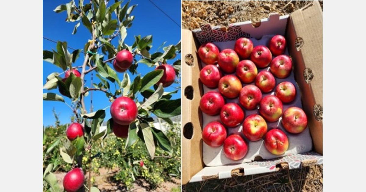 New apple seasonopener is “extremely interesting”