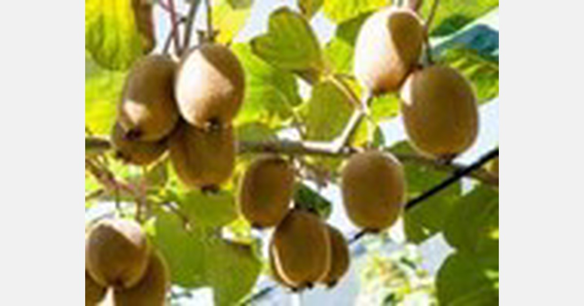 Zespri moves to liquidate company that illegally exported kiwifruit vine cuttings to China