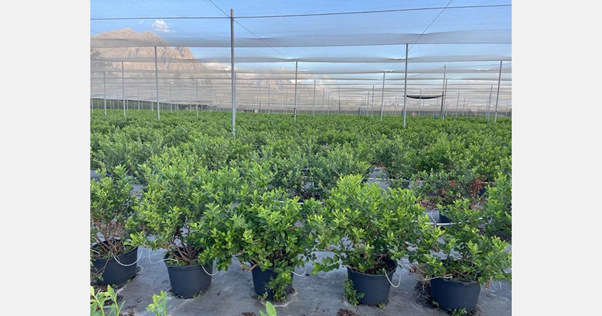 Great blueberry development in Zimbabwe