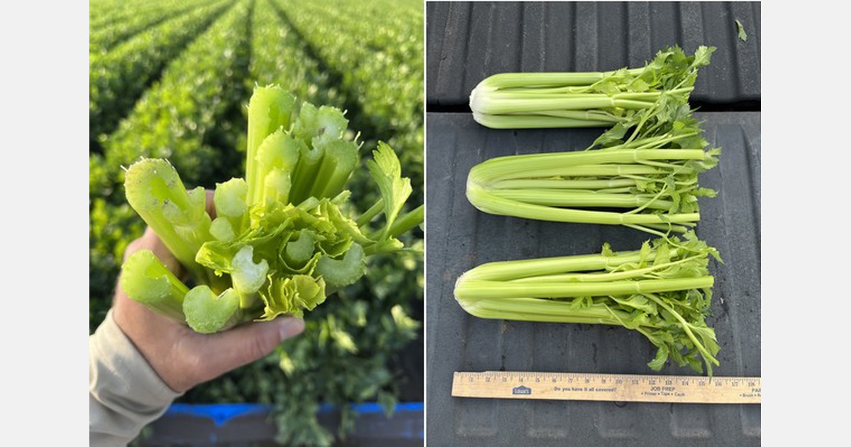 Freight rates help push Texas celery demand