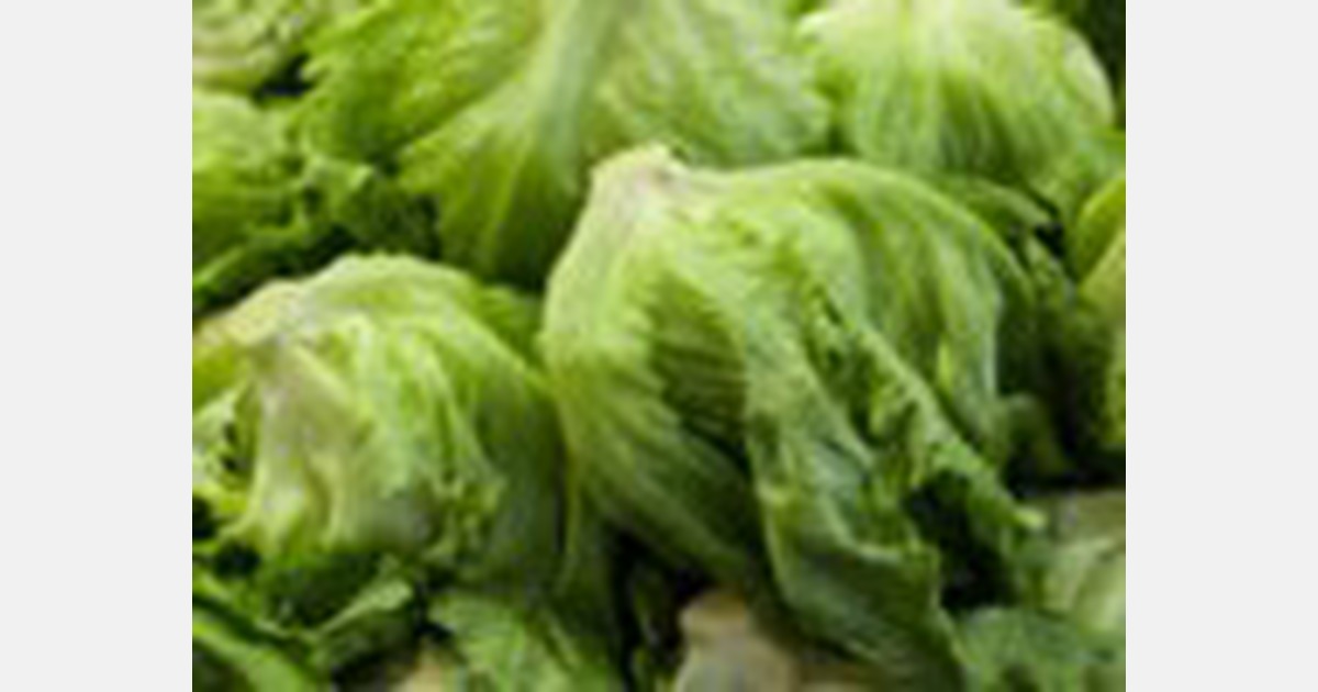 More weathertriggered supply gaps in lettuce could be ahead