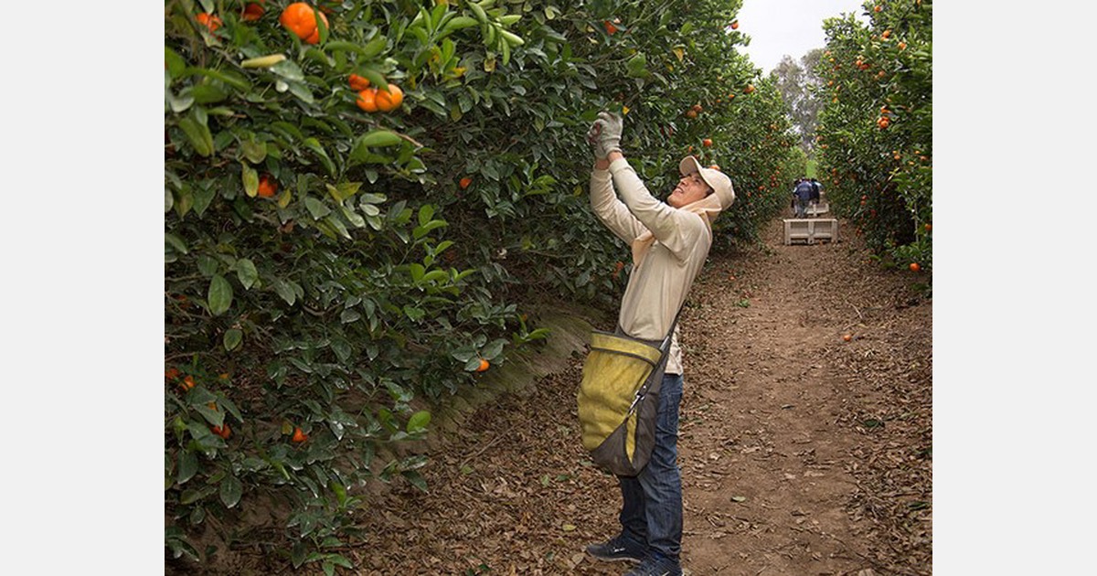 Peru citrus season starts late, first peak coming in April
