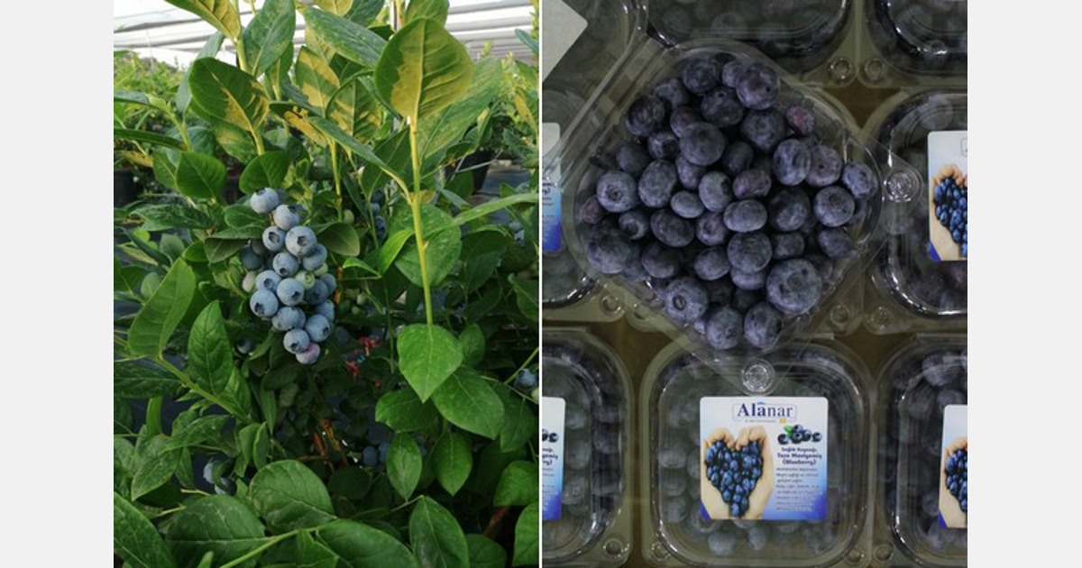 “We commercially harvested the first blueberries in less than two years