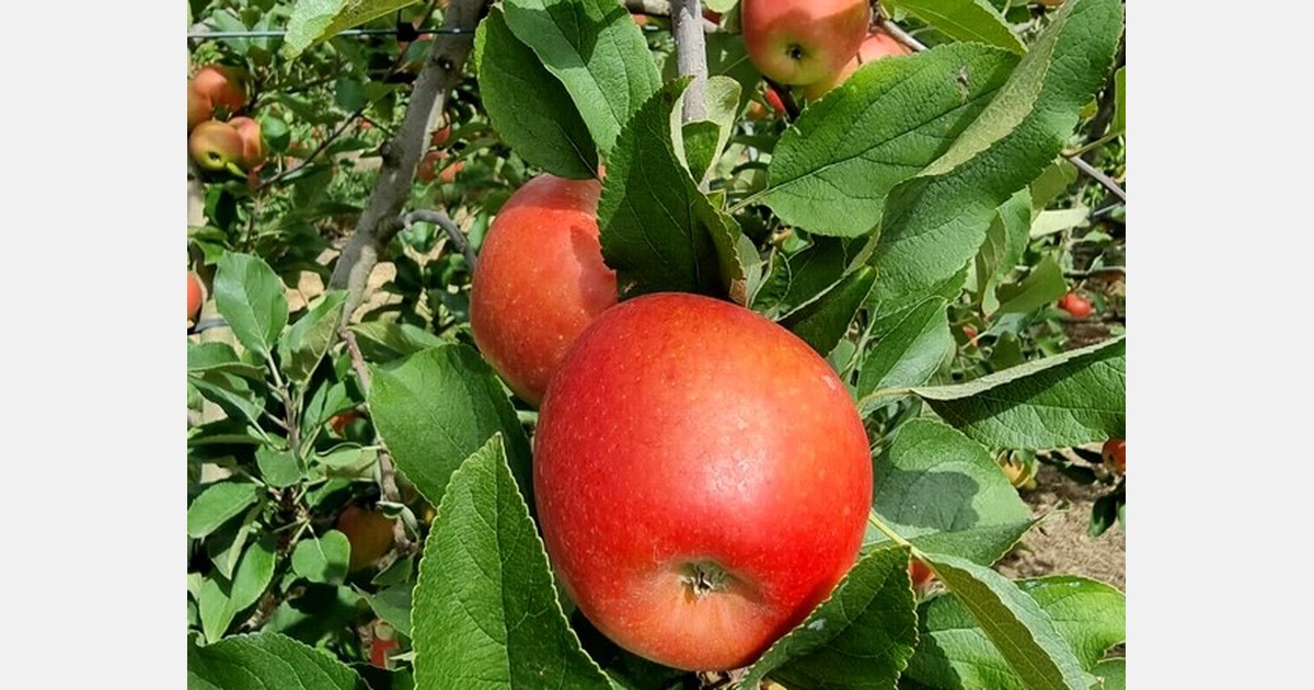 Bumper crop predicted for this year's Australian KANZI® apple season