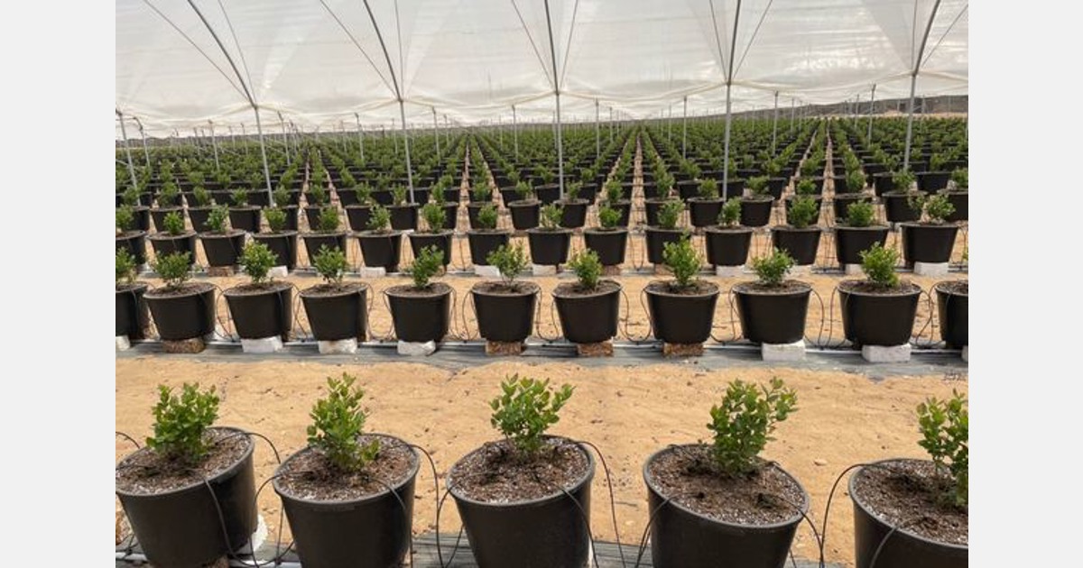 Egyptian blueberry producers set to fill the gap in the far east market