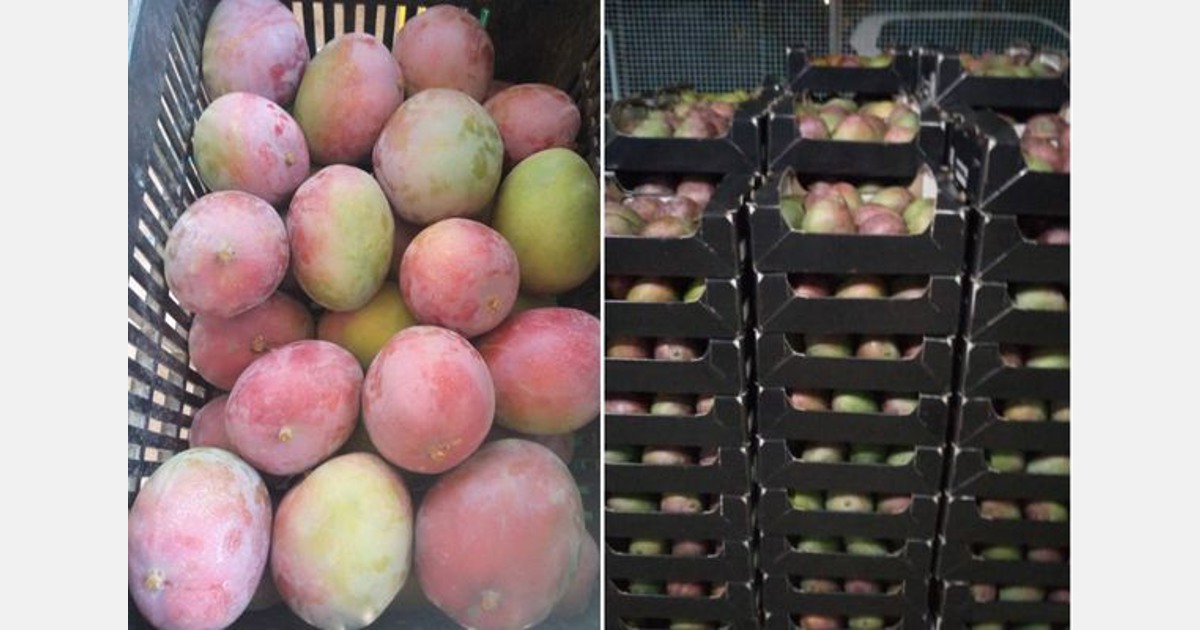 Senegalese mango producers prepare for the export campaign