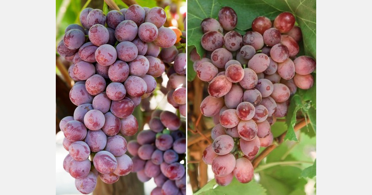 Surge in demand for Candy Hearts table grapes