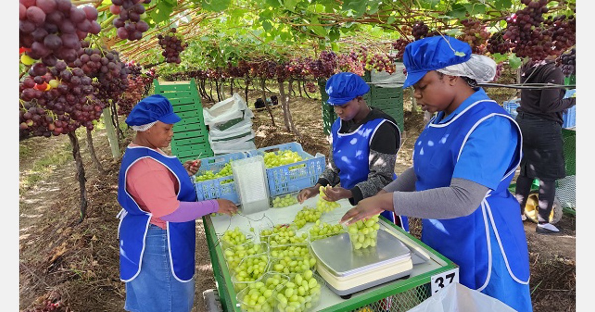 Berg River grape farm a packhouse for field packing