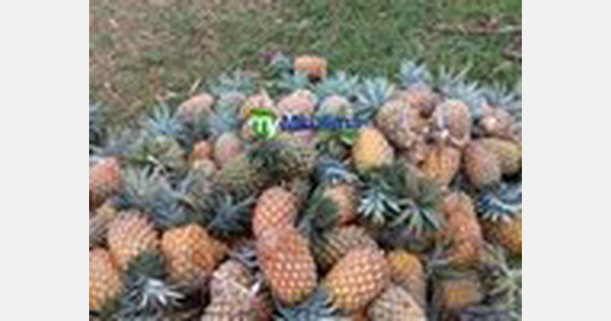 Gatundu pineapples rot as consumers choose cheaper imports