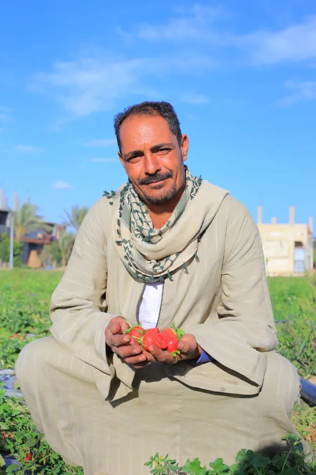 Kamal, contracted farmer with Mozare3, Behira - Egypt
