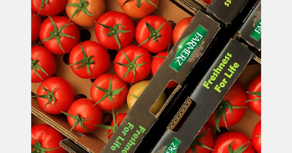 Reconciliation between Iran and Saudi Arabia is good news for Iranian tomato producers