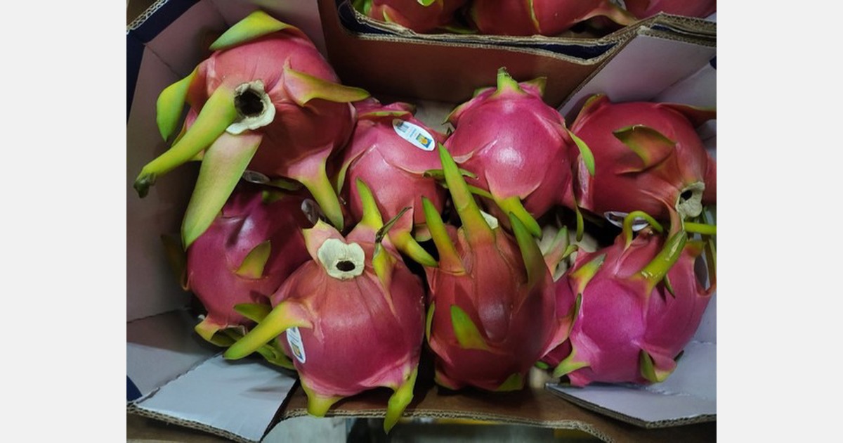 More dragon fruit from Ecuador breaks the market