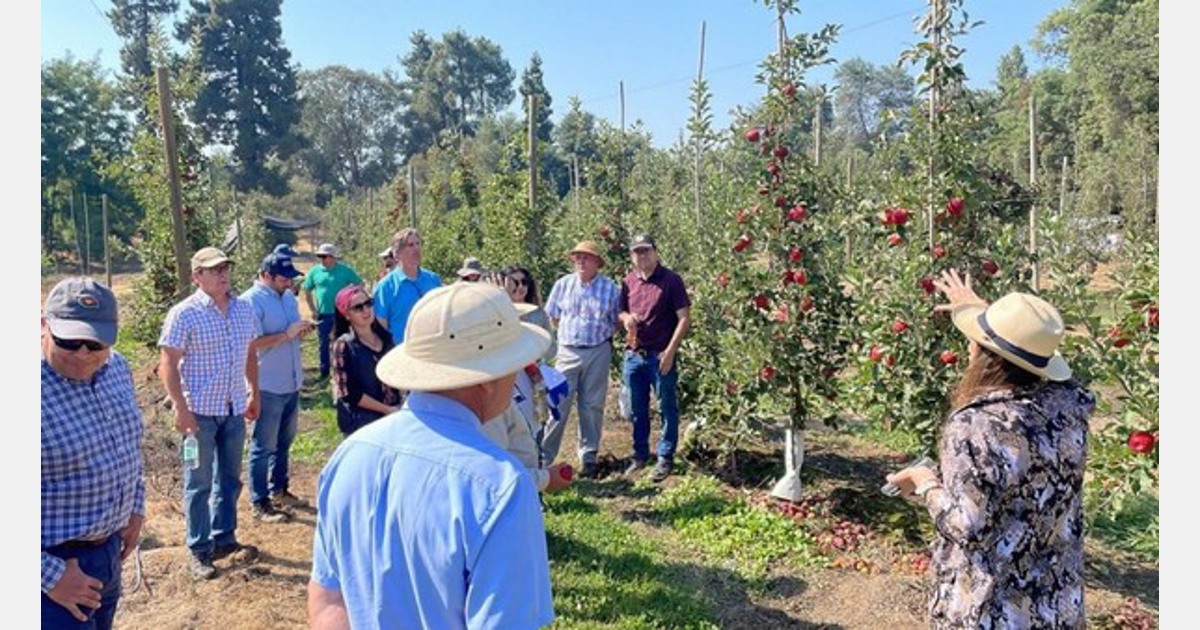 La temporada de la manzana chilena está en marcha con nuevas variedades Fuji a punto de comercializarse