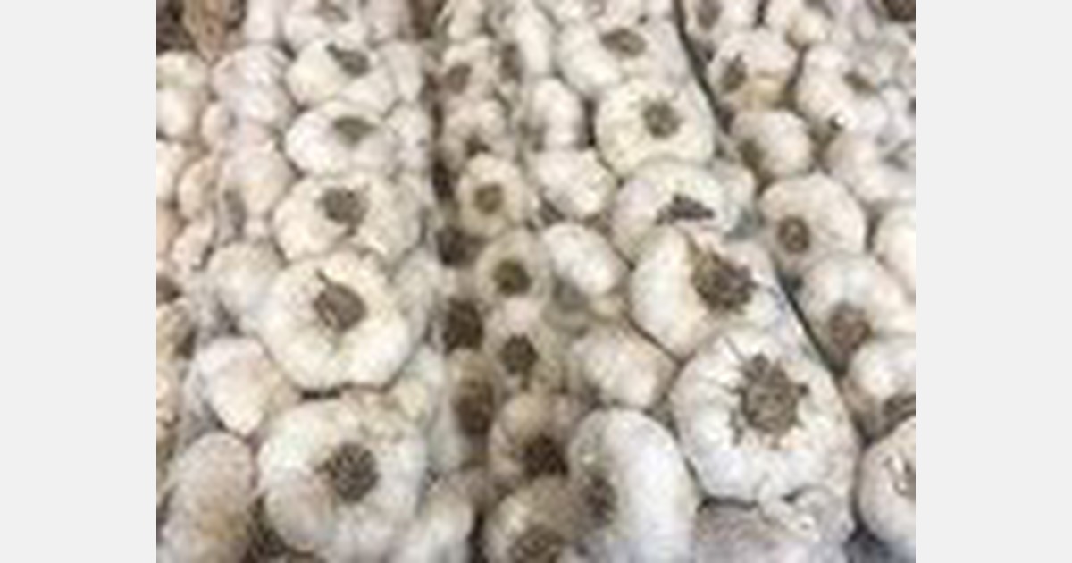 Gilroy is the 'garlic capital of the world'