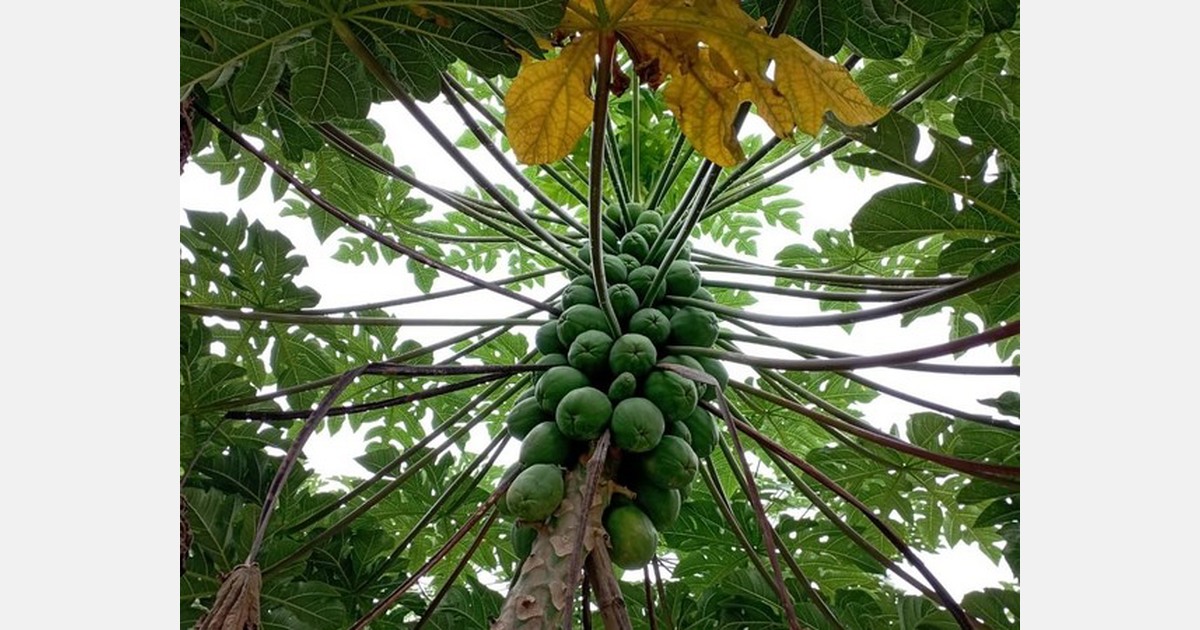 Stable demand and sales in the US and European markets for Ecuadorian