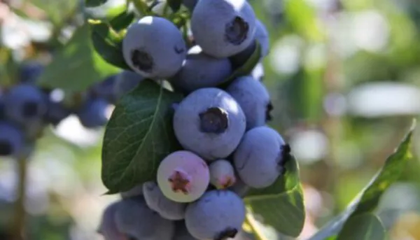 Una mirada anticipada a los números de Blueberry de 2023 para América del Norte y del Sur