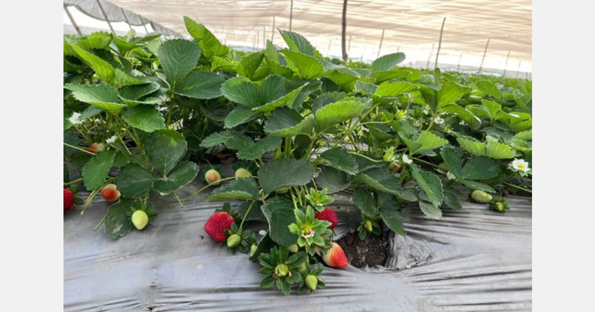 Egyptian strawberries a season to