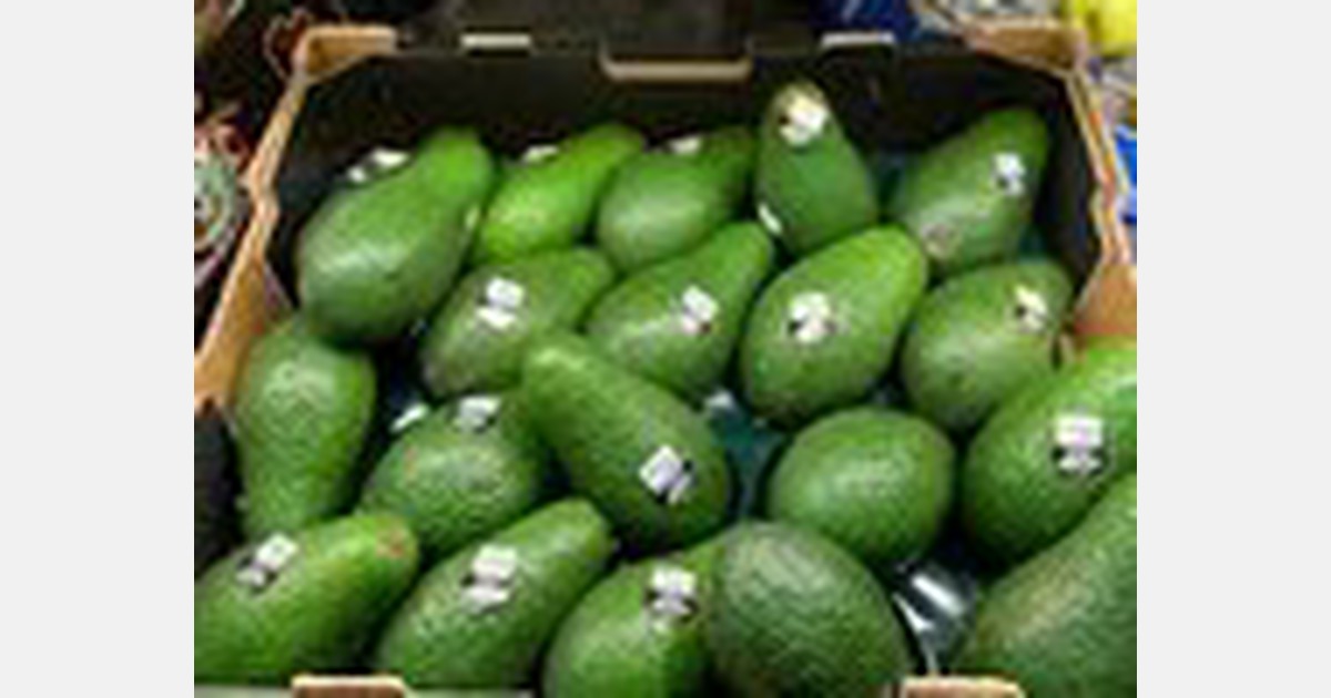 Australia: Avocado prices low but set to rise again as Hass will replace Shepard