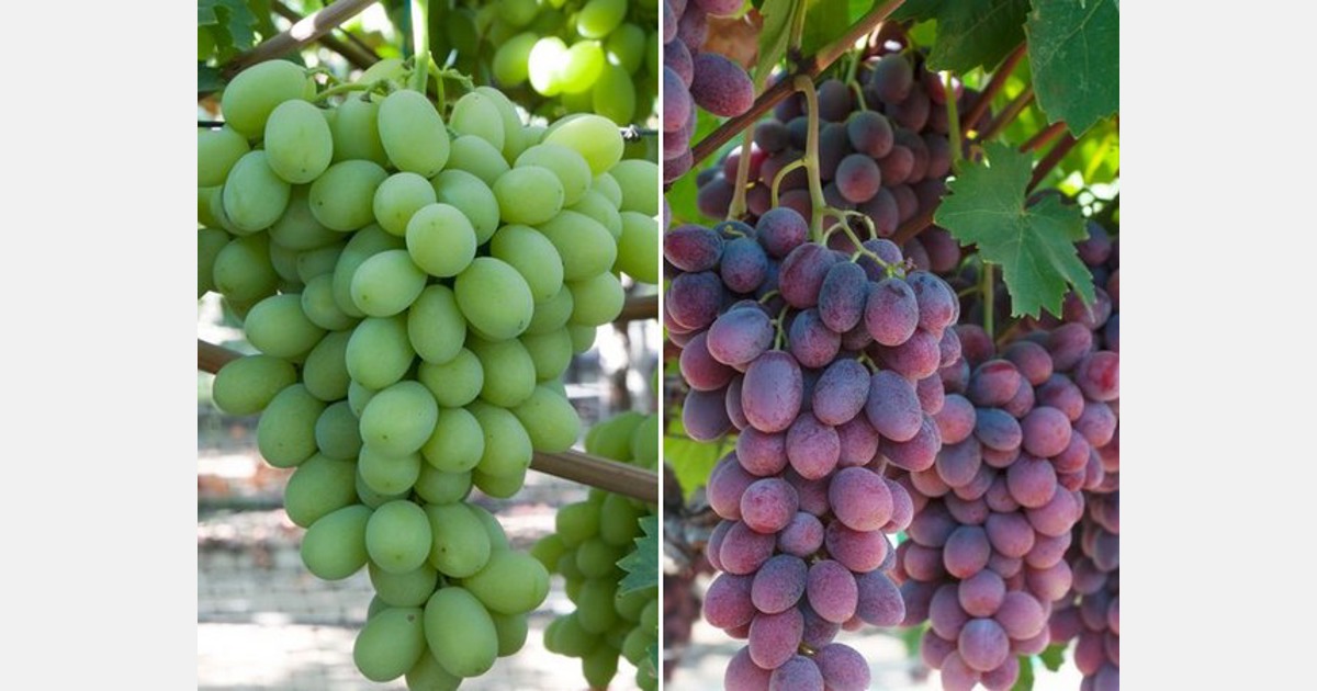 IFG - Table Grapes & Cherries