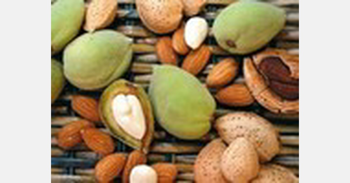 Nuts Incorporated expects first commercial almond harvest this year