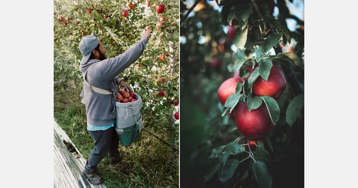 Washington apple crop availability greater than expected
