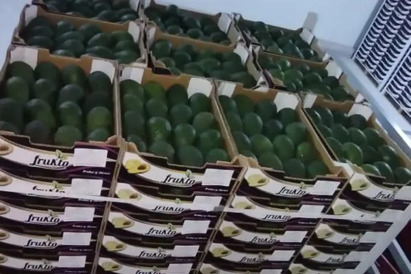 The avocado industry in Morocco needs more consolidation and maturity