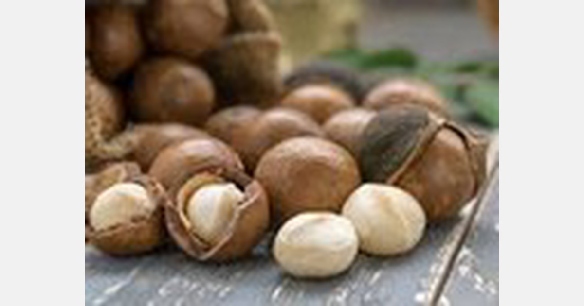 Nyeri County macadamia growers troubled by poor market prices