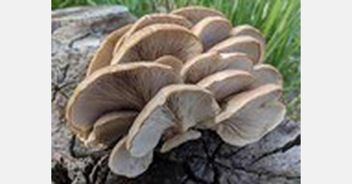 Nigerian scientists develop cholesterol reducing drug from oyster mushrooms