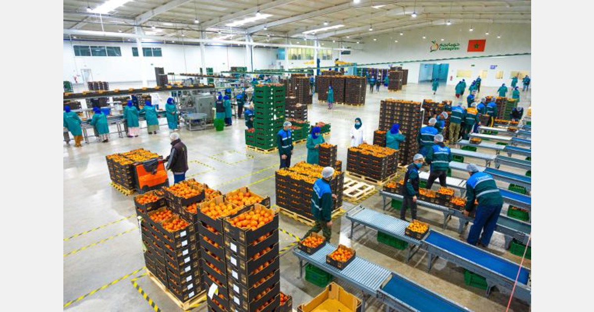 Moroccan fresh produce exporters' urgent demands to the British government