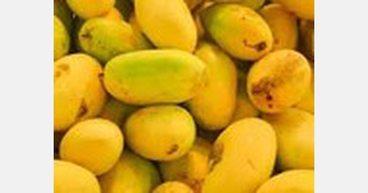 100 tons of mangoes ready to be exported from Karnataka
