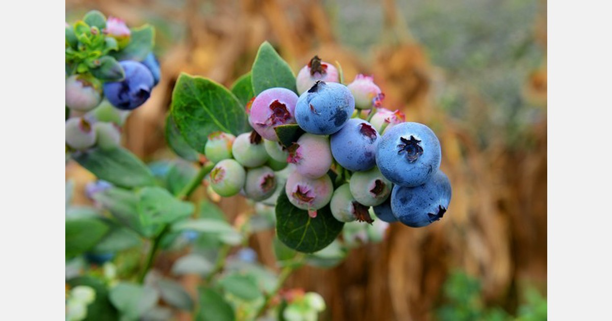 Camposol reports 35% volume growth in Q3 update