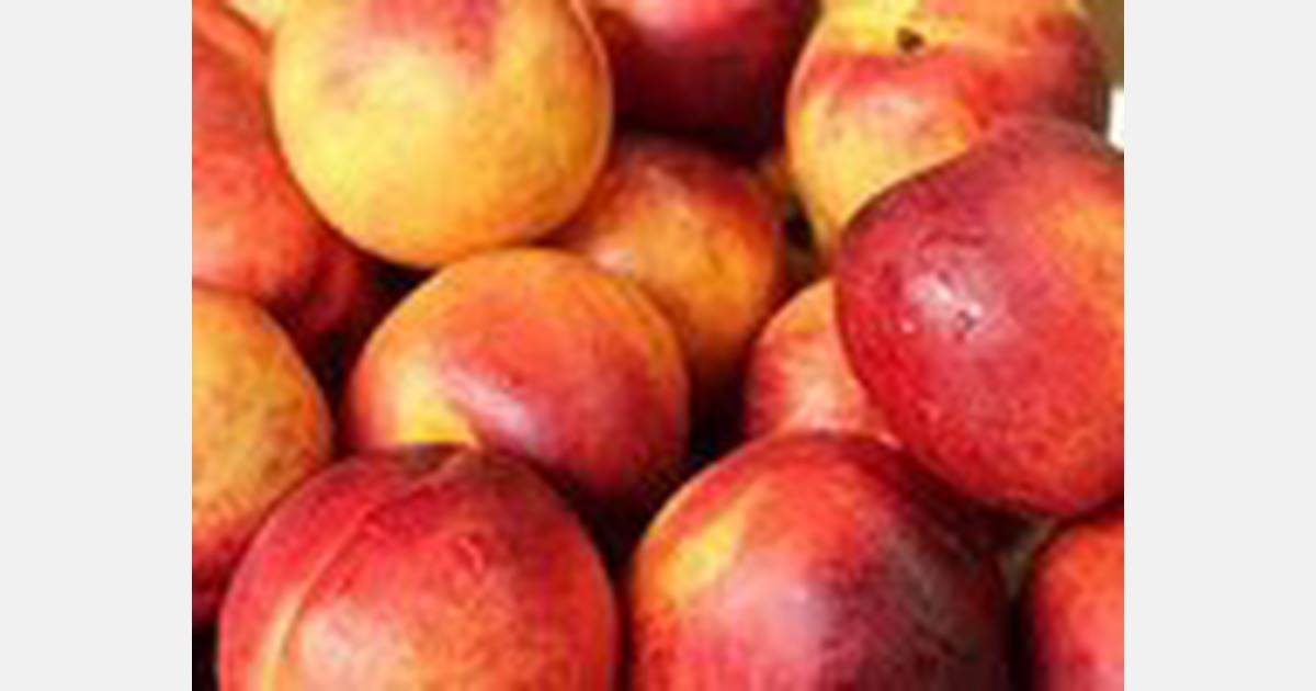US peach breeding program still adds varieties for growers and consumers