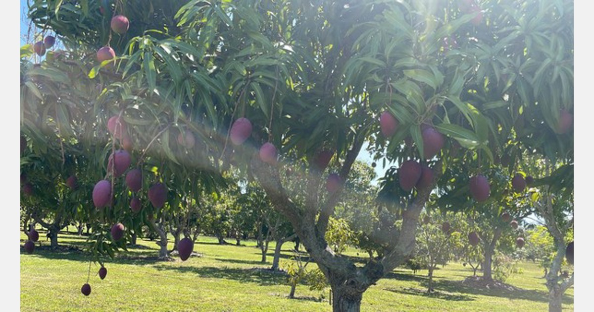 Florida mangos begin harvest by the end of the month