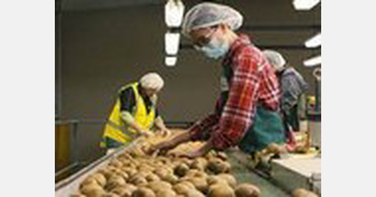 Kiwifruit industry: Automation will lead to fewer but more skilled workers