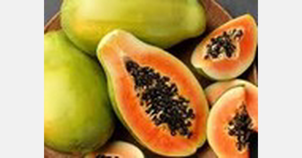 Thoothukudi district growers switch to papayas as corn falls victim to armyworms